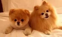 狗狗酋长爆料视频下载,视频下载背后的精彩故事